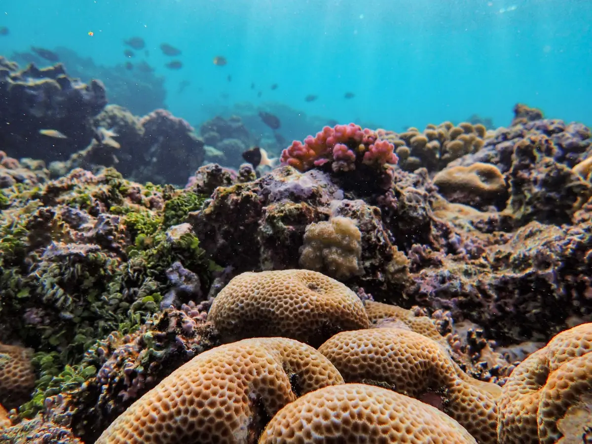 Récif corallien et plage tropicale avec snorkeling aux Samoa