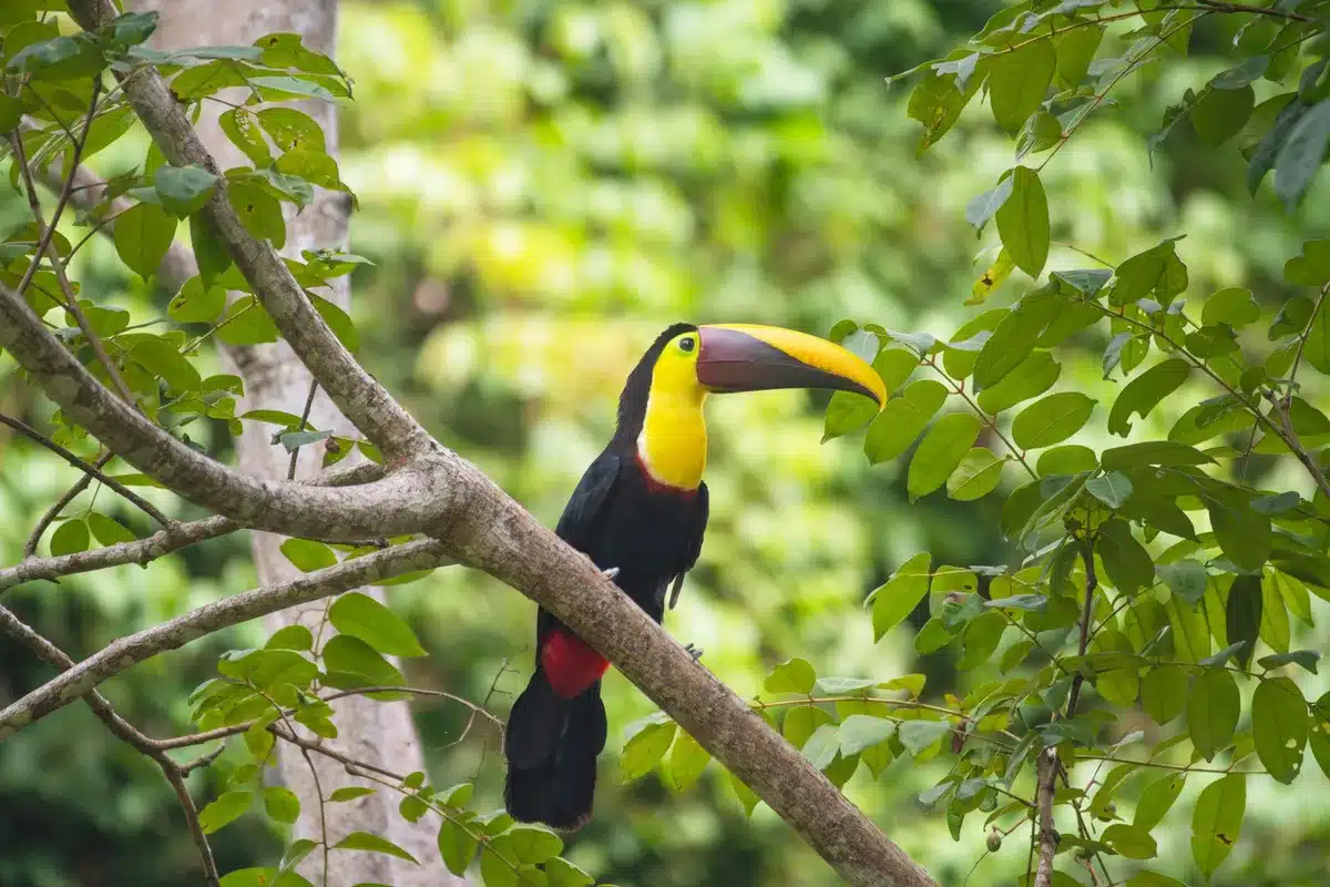 Canopée de forêt tropicale avec colibris et oiseaux en vol parmi la végétation dense