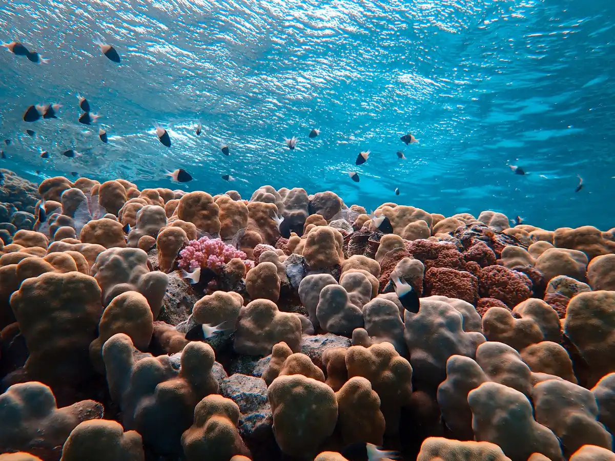 Plongée en apnée sur un récif corallien avec poissons colorés et tortues marines