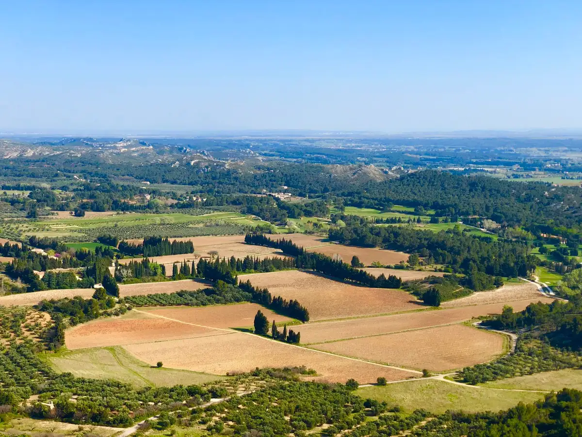 Champs d'oliviers en terrasses sous le soleil provençal avec murets en pierre sèche