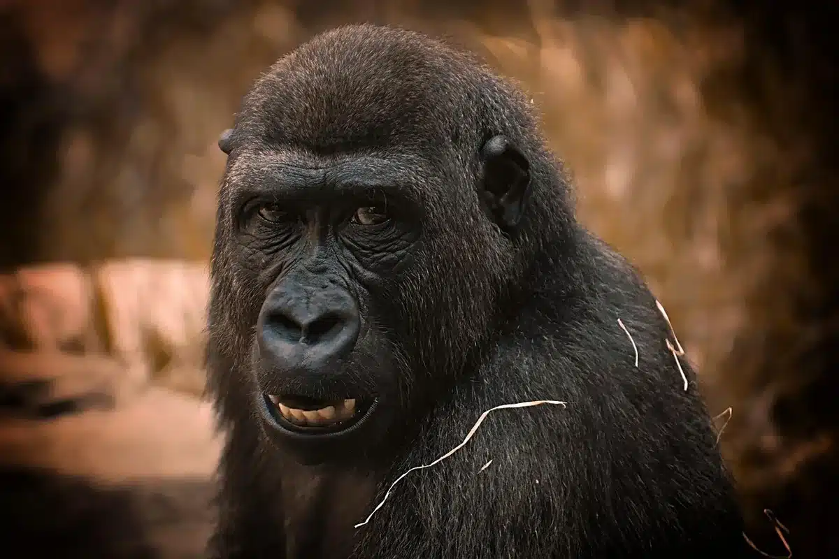 Gorilles et primates dans la forêt dense du Gabon