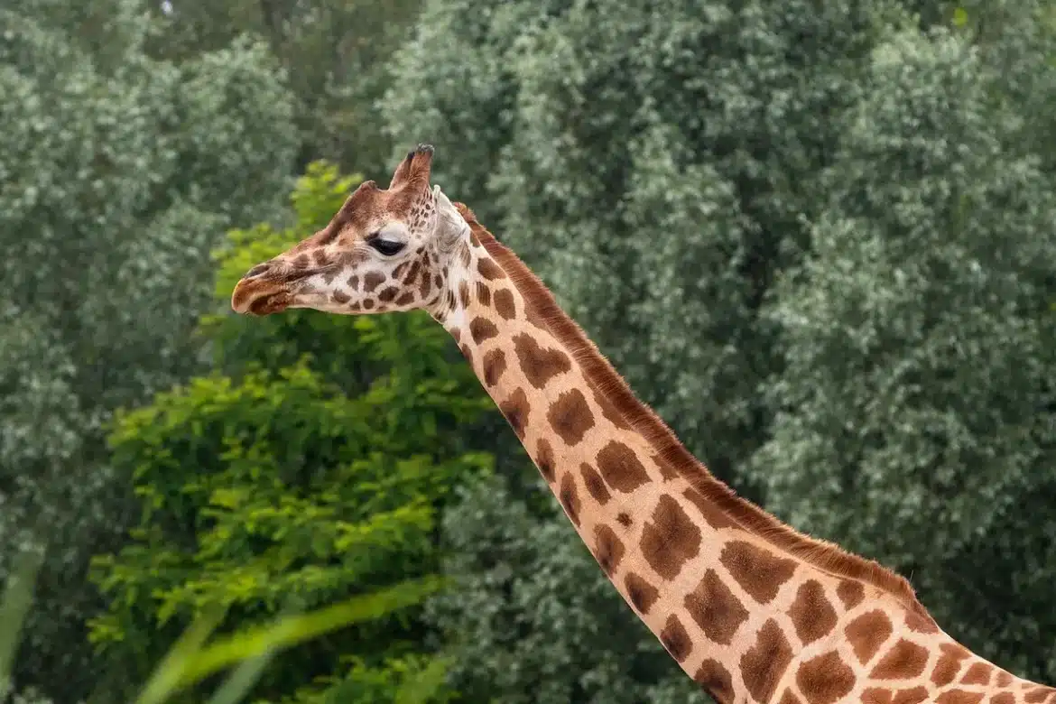Guide observant la faune sauvage dans une forêt équatoriale dense au lever du jour