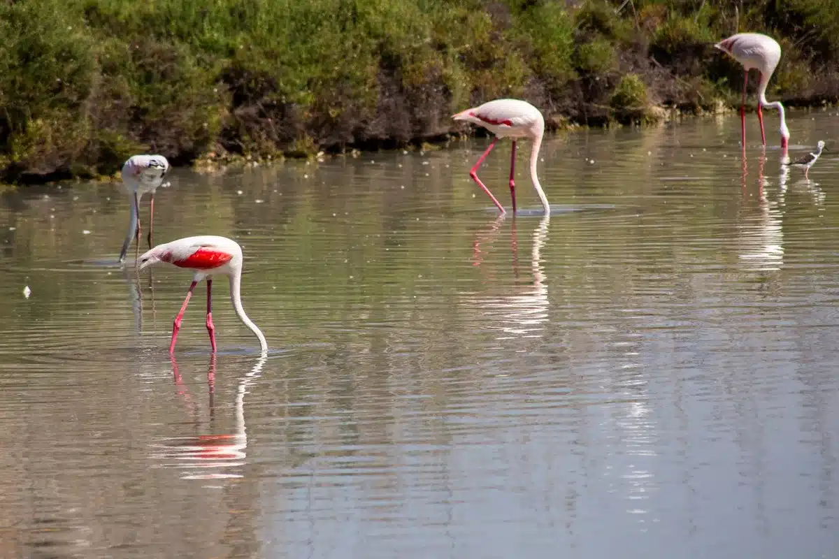 Zone humide lagunaire avec oiseaux migrateurs et biodiversité côtière