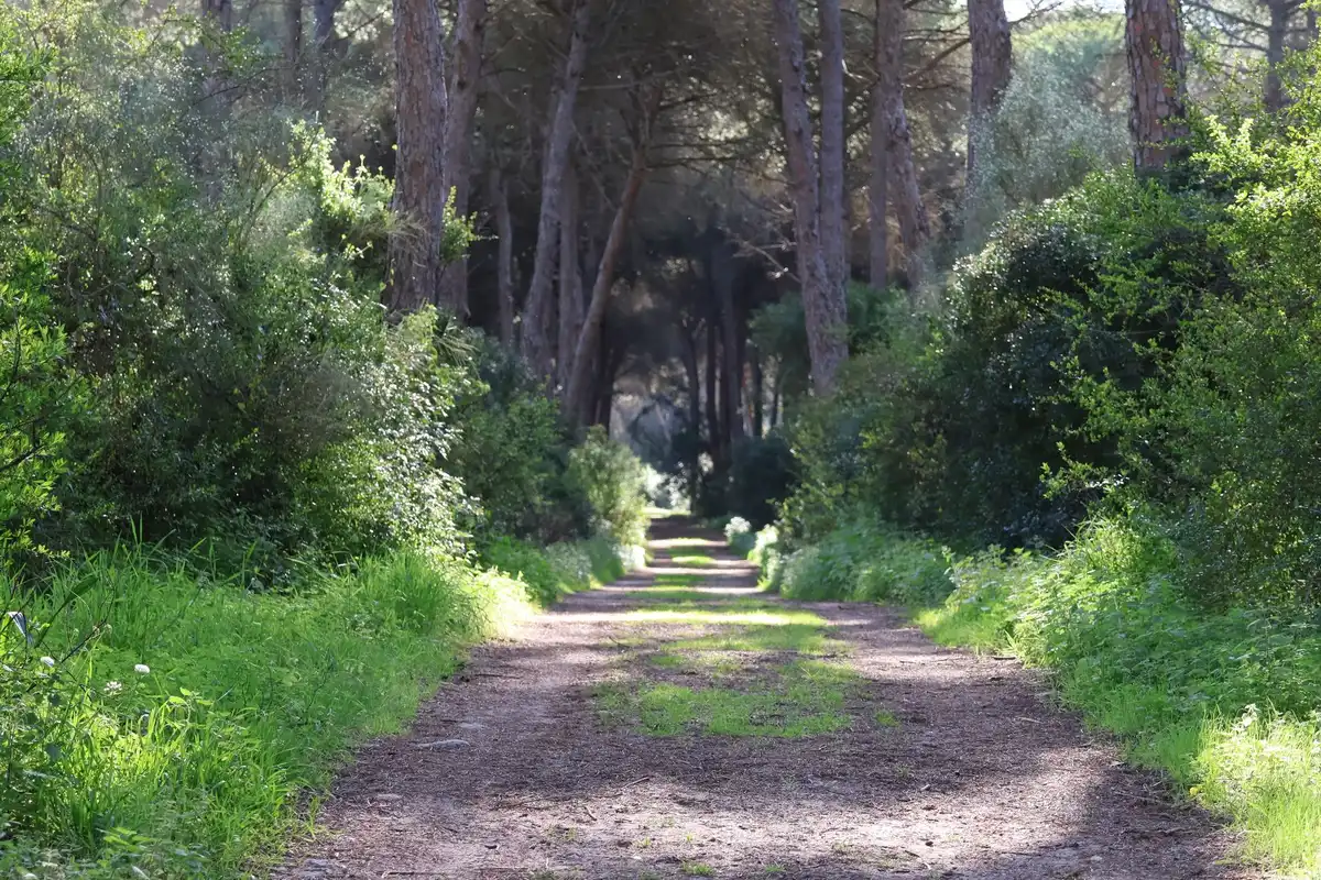Sentier de randonnée en forêt méditerranéenne avec vue sur la côte