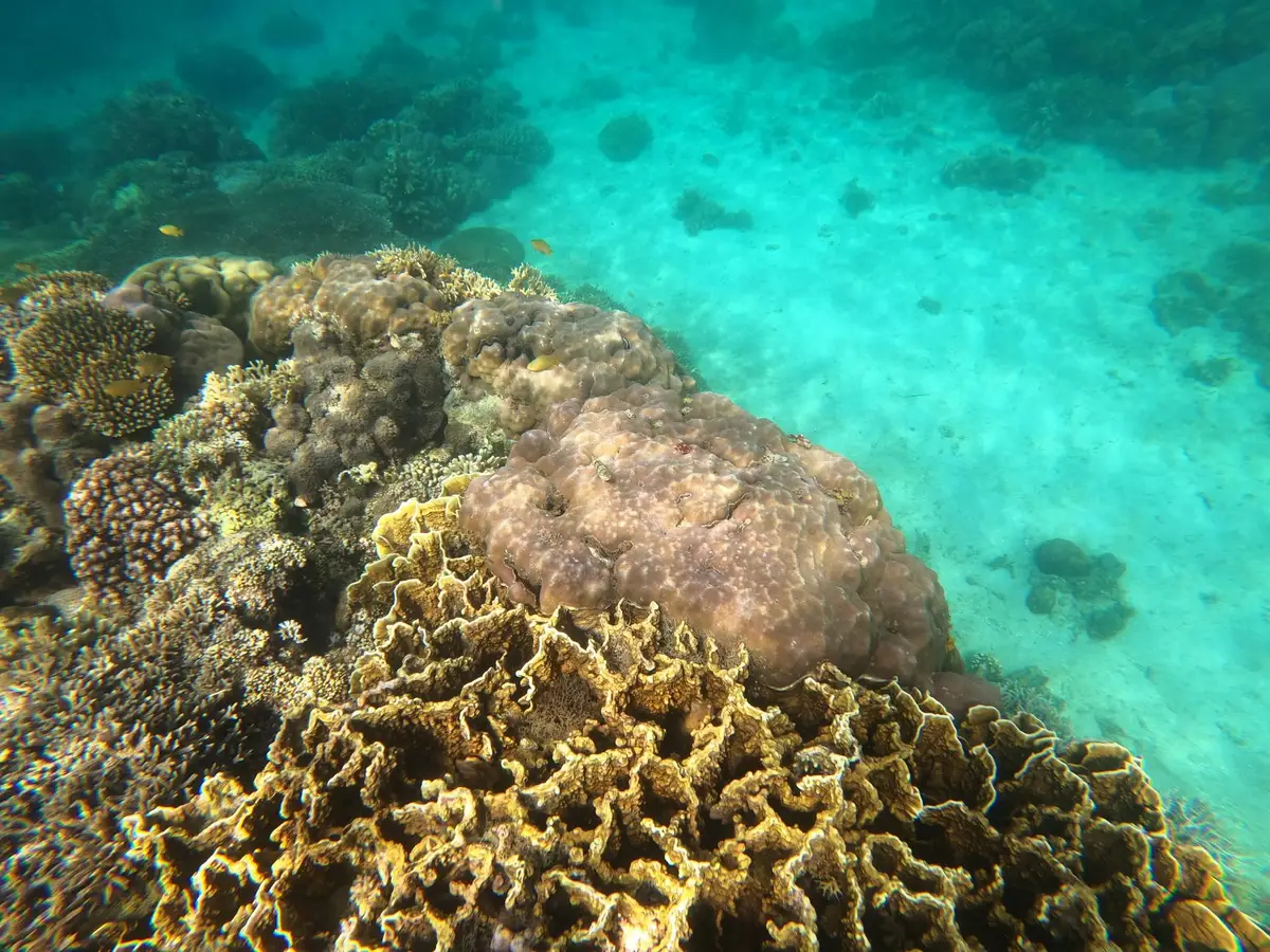 Plongée en apnée au-dessus d'un récif corallien coloré avec poissons tropicaux