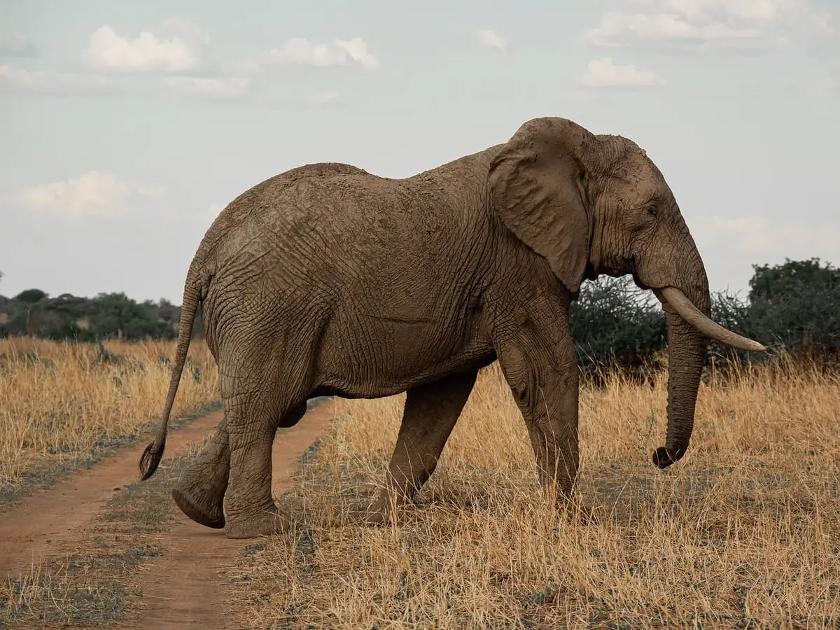 Observation de la faune sauvage en safari dans la savane africaine