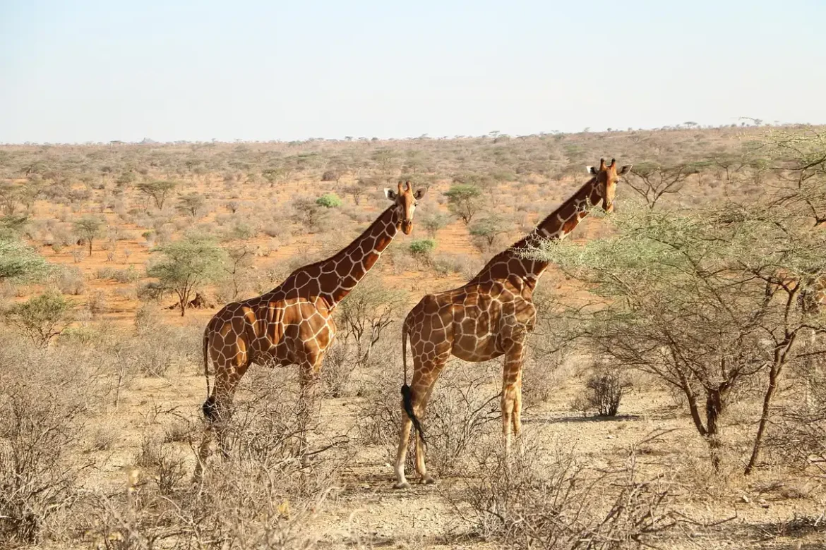 Véhicule de safari avec toit ouvert traversant la savane tanzanienne au lever du soleil, faune en arrière-plan