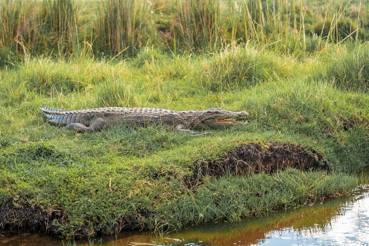 Guide avec voyageurs lors d'un safari à pied près d'un fleuve