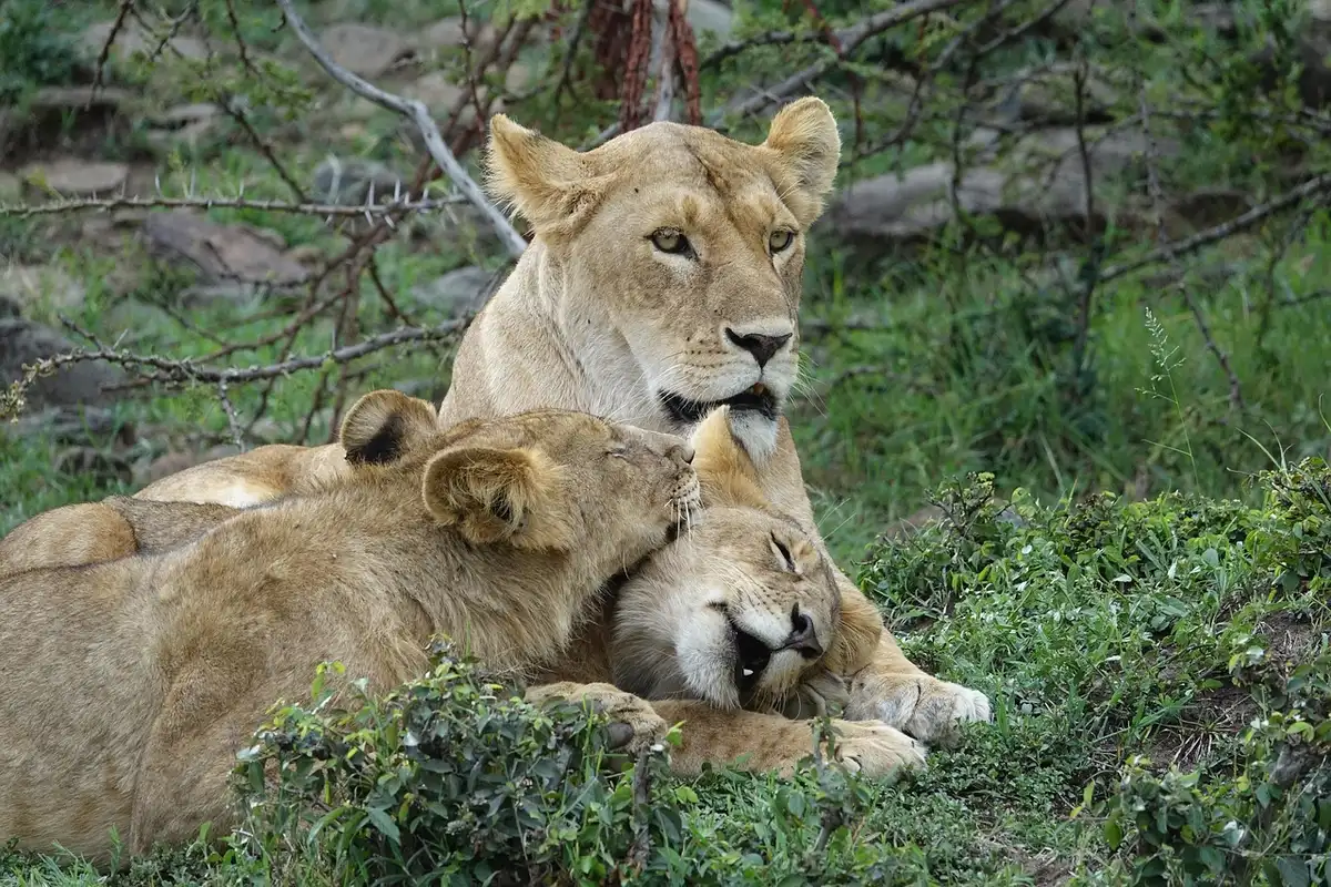 Troupeau d'éléphants et de lions dans la savane du Masai Mara au Kenya