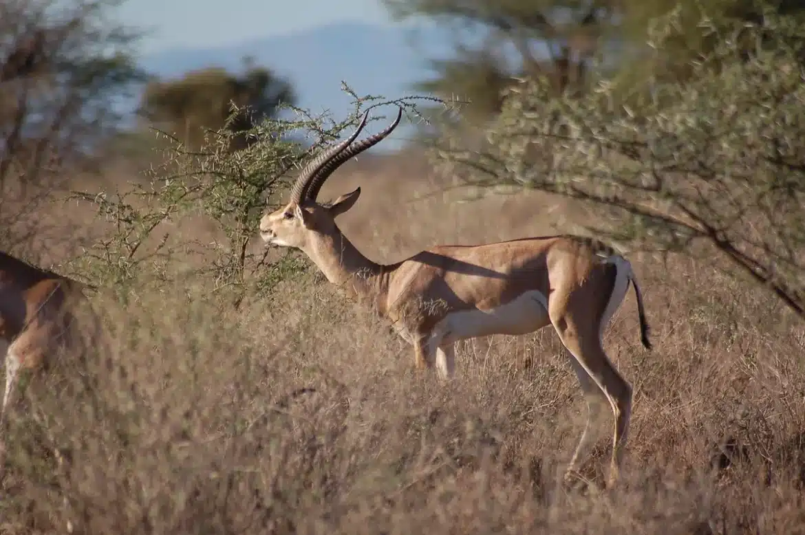 Paysage de savane africaine au lever du soleil avec acacias et silhouettes d'animaux sauvages au loin
