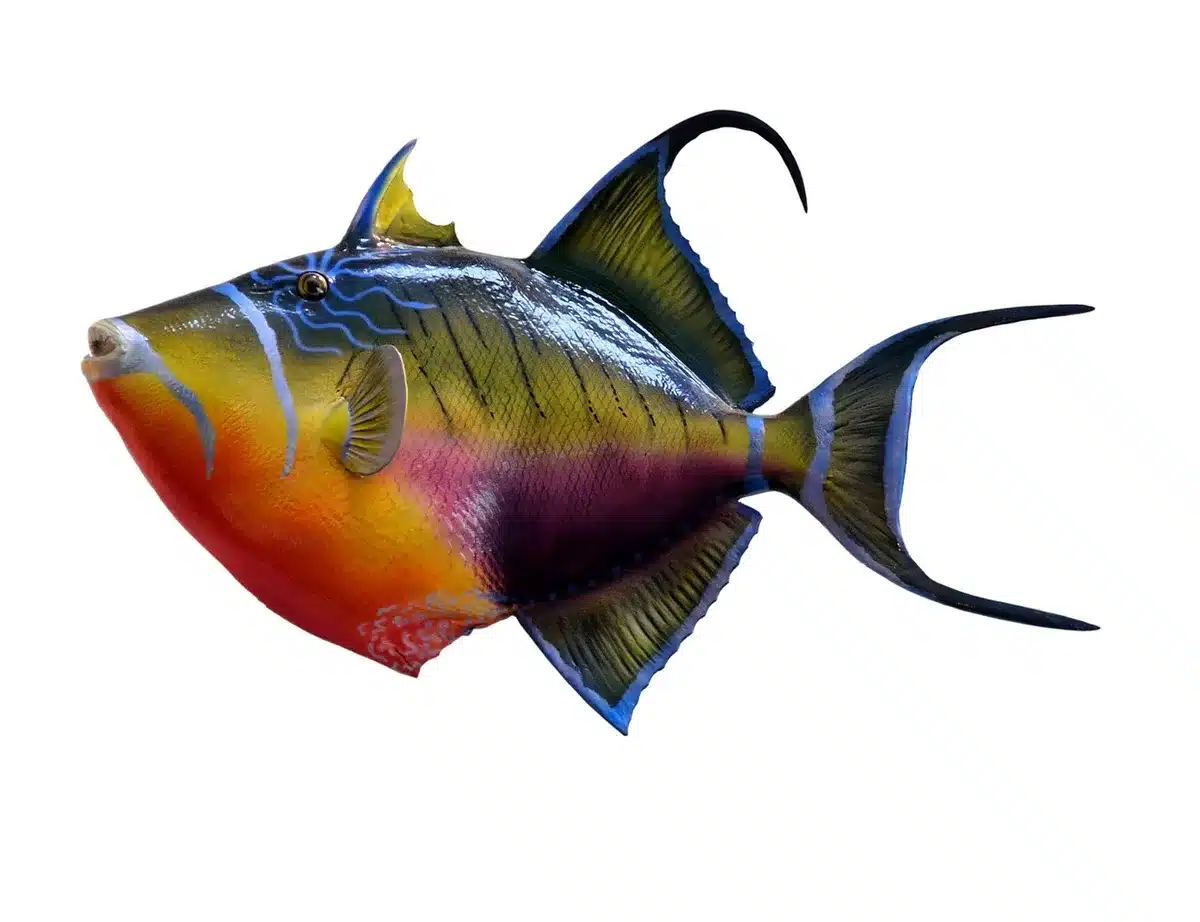 Plongée en apnée dans un récif de corail avec poissons tropicaux colorés