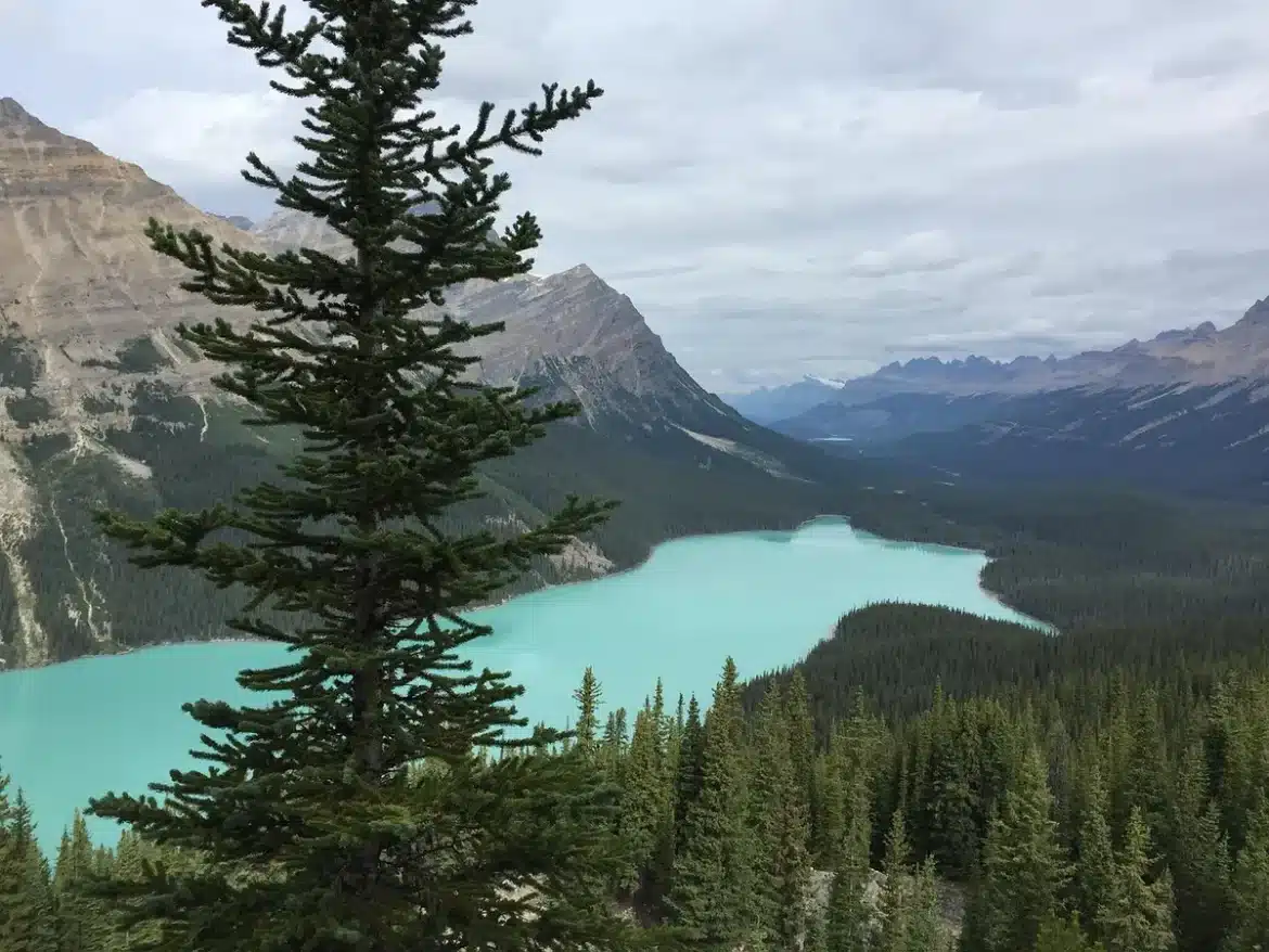 Lac turquoise encadré par des montagnes enneigées et une forêt dense des Rocheuses canadiennes