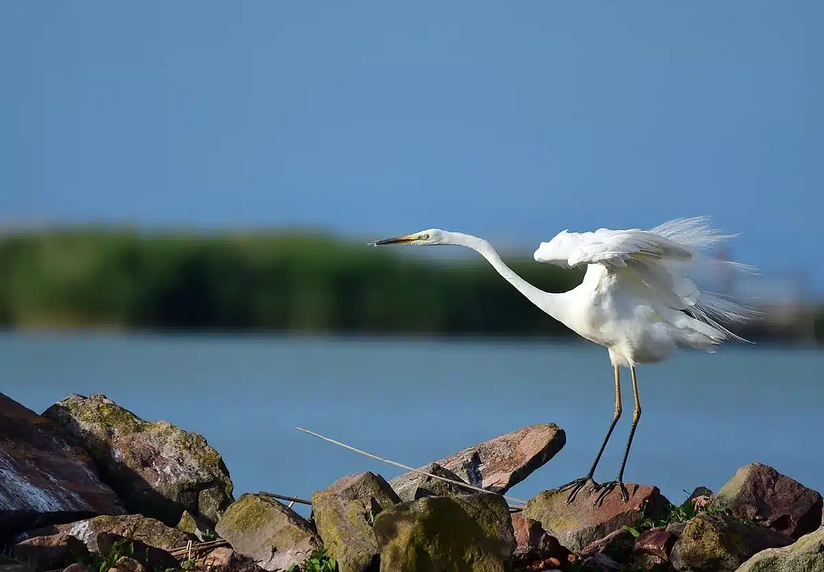 Héron sur les vasières de l'estuaire au bord de l'eau