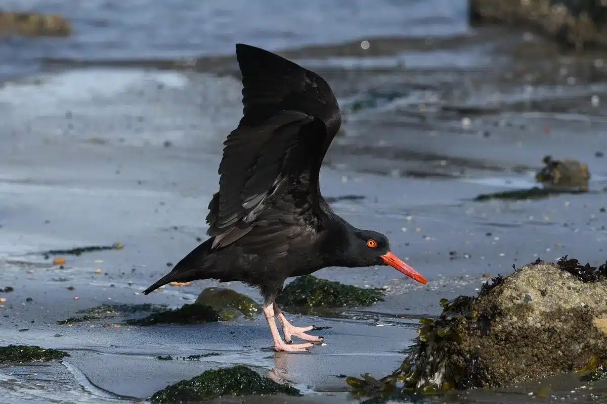 Parcs ostréicoles en baie avec producteurs au travail