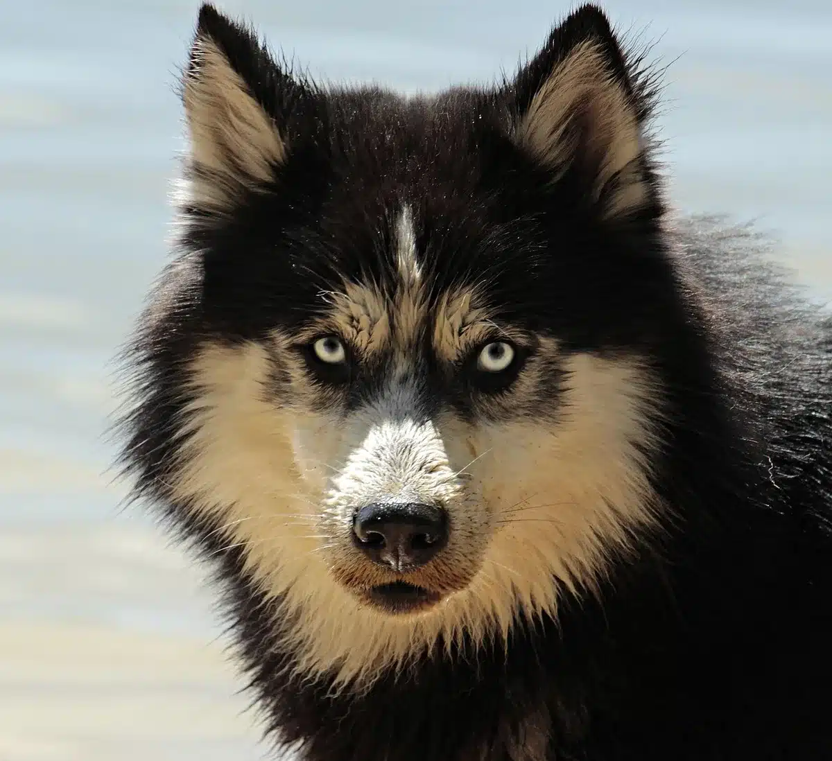 Attelage de chiens de traîneau traversant la toundra enneigée