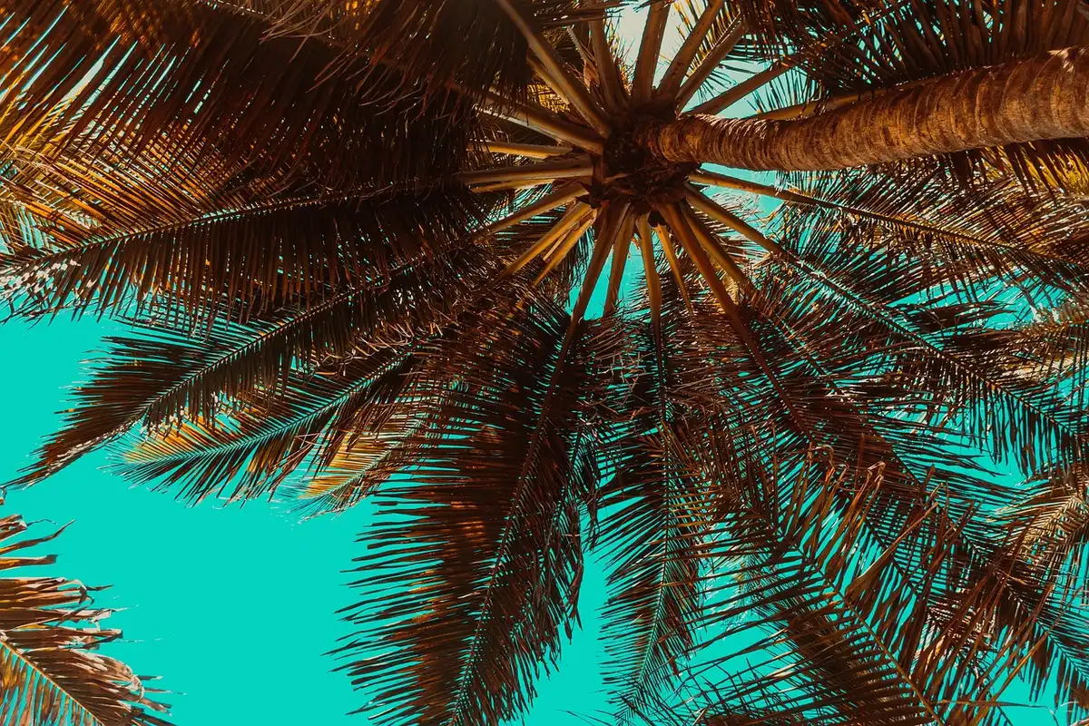Plage ensoleillée avec eaux turquoise et températures douces en hiver