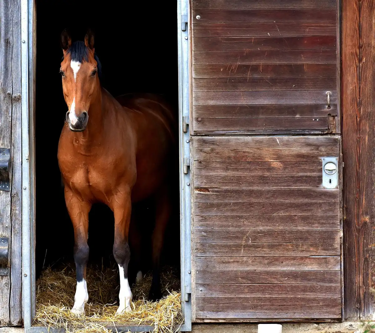 Cheval qui mange du foin dans un abri en montagne