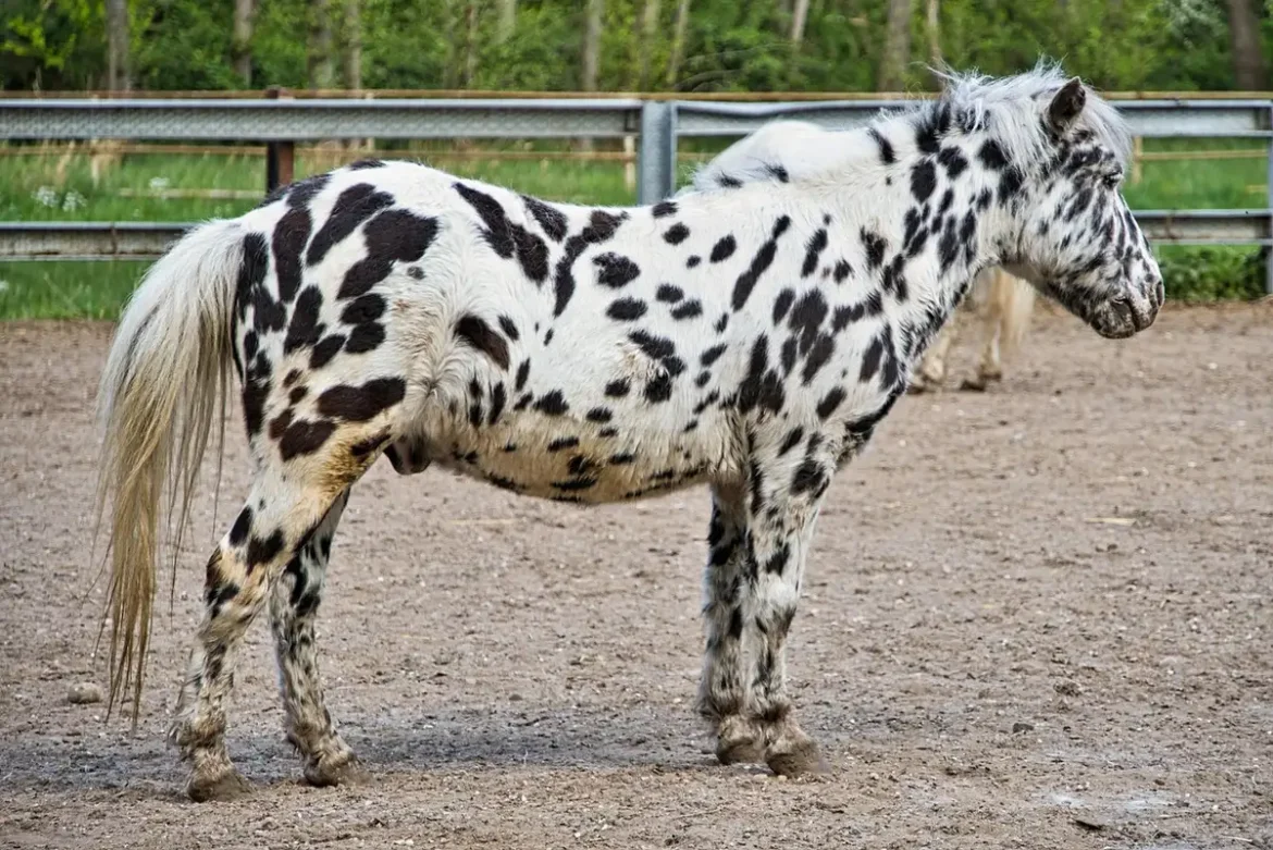 Cheval dans un paddock de montagne en journée près d'un râtelier et d'un abri