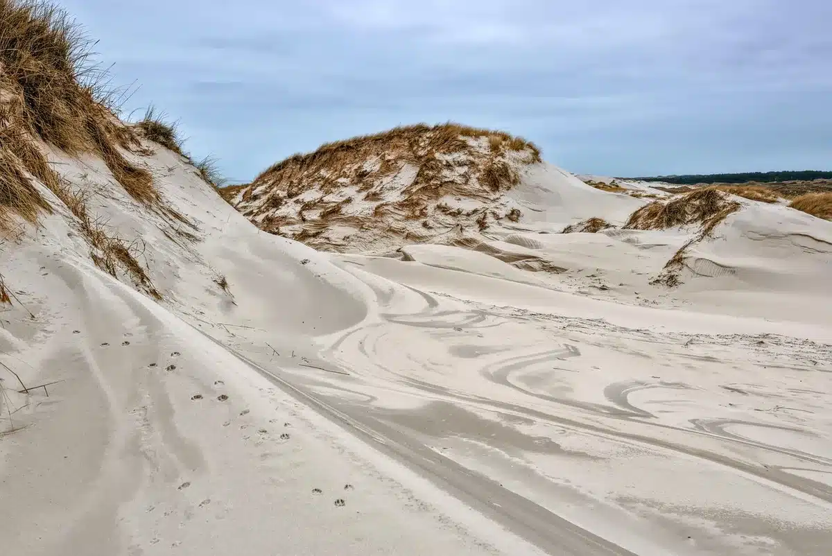 Pinède et dunes le long de la côte sud des Landes