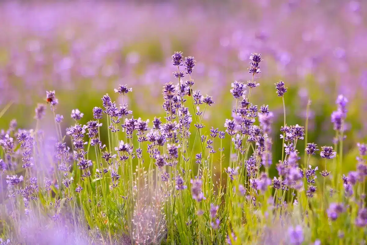 Champs de lavande en pleine floraison près d'un village provençal